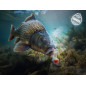 Delphin D SNAX SHELL wafter 12mm-30g| Sir-Jetra Delphin D SNAX SHELL wafter 12mm-30g| Sir-Jetra
