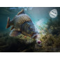 Delphin D SNAX SHELL wafter 12mm | scopex - vanilija
